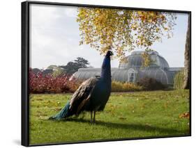 Kew Peacock-Charles Bowman-Framed Photographic Print