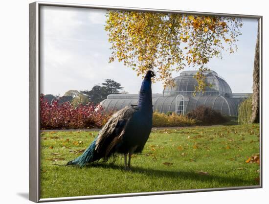Kew Peacock-Charles Bowman-Framed Photographic Print