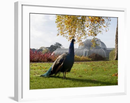 Kew Peacock-Charles Bowman-Framed Photographic Print