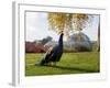 Kew Peacock-Charles Bowman-Framed Photographic Print