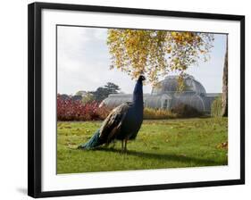 Kew Peacock-Charles Bowman-Framed Photographic Print