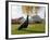 Kew Peacock-Charles Bowman-Framed Photographic Print