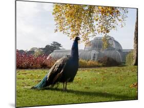 Kew Peacock-Charles Bowman-Mounted Photographic Print