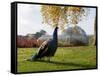 Kew Peacock-Charles Bowman-Framed Stretched Canvas