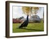 Kew Peacock-Charles Bowman-Framed Premium Photographic Print