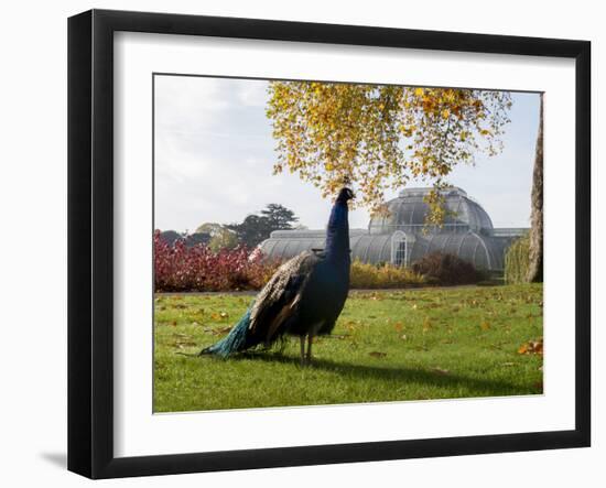 Kew Peacock-Charles Bowman-Framed Premium Photographic Print