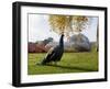 Kew Peacock-Charles Bowman-Framed Premium Photographic Print