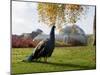 Kew Peacock-Charles Bowman-Mounted Premium Photographic Print