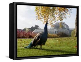 Kew Peacock-Charles Bowman-Framed Stretched Canvas