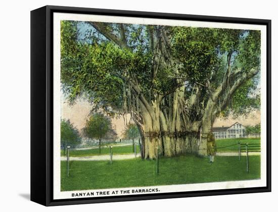 Key West, Florida - Barracks Banyan Tree Scene-Lantern Press-Framed Stretched Canvas