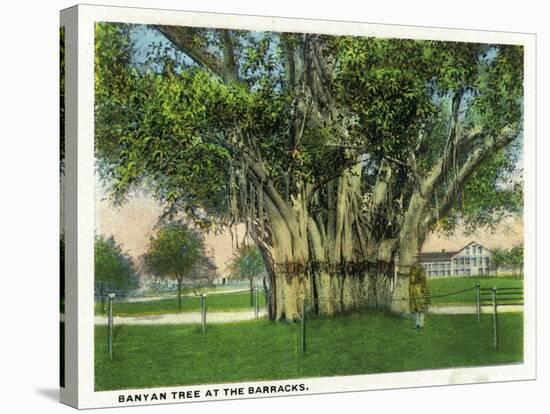 Key West, Florida - Barracks Banyan Tree Scene-Lantern Press-Stretched Canvas