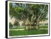 Key West, Florida - Barracks Banyan Tree Scene-Lantern Press-Framed Stretched Canvas