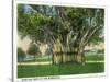 Key West, Florida - Barracks Banyan Tree Scene-Lantern Press-Stretched Canvas