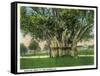 Key West, Florida - Barracks Banyan Tree Scene-Lantern Press-Framed Stretched Canvas