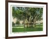 Key West, Florida - Barracks Banyan Tree Scene-Lantern Press-Framed Art Print