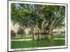 Key West, Florida - Barracks Banyan Tree Scene-Lantern Press-Mounted Art Print