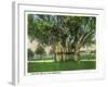 Key West, Florida - Barracks Banyan Tree Scene-Lantern Press-Framed Art Print