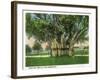 Key West, Florida - Barracks Banyan Tree Scene-Lantern Press-Framed Art Print