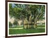 Key West, Florida - Barracks Banyan Tree Scene-Lantern Press-Framed Art Print