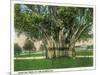 Key West, Florida - Barracks Banyan Tree Scene-Lantern Press-Mounted Art Print