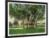 Key West, Florida - Barracks Banyan Tree Scene-Lantern Press-Framed Art Print