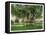 Key West, Florida - Barracks Banyan Tree Scene-Lantern Press-Framed Stretched Canvas