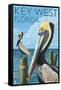 Key West, Florida - Brown Pelican-Lantern Press-Framed Stretched Canvas
