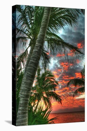 Key West Palm Sunrise Vertical-Robert Goldwitz-Stretched Canvas