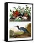 Key West Pigeon and Blue Crane, C.1833-36-John James Audubon-Framed Stretched Canvas