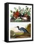 Key West Pigeon and Blue Crane, C.1833-36-John James Audubon-Framed Stretched Canvas