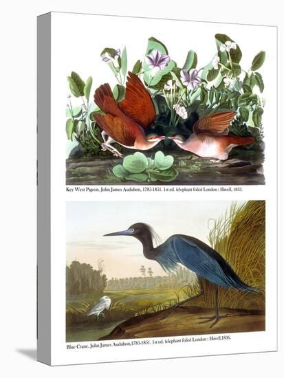 Key West Pigeon and Blue Crane, C.1833-36-John James Audubon-Stretched Canvas