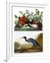 Key West Pigeon and Blue Crane, C.1833-36-John James Audubon-Framed Giclee Print