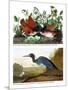 Key West Pigeon and Blue Crane, C.1833-36-John James Audubon-Mounted Giclee Print