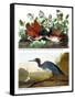 Key West Pigeon and Blue Crane, C.1833-36-John James Audubon-Framed Stretched Canvas