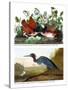 Key West Pigeon and Blue Crane, C.1833-36-John James Audubon-Stretched Canvas