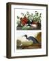 Key West Pigeon and Blue Crane, C.1833-36-John James Audubon-Framed Giclee Print