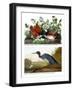 Key West Pigeon and Blue Crane, C.1833-36-John James Audubon-Framed Giclee Print