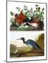 Key West Pigeon and Blue Crane, C.1833-36-John James Audubon-Mounted Giclee Print