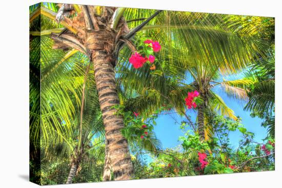 Key West Pink Flowers Palm-Robert Goldwitz-Stretched Canvas