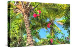 Key West Pink Flowers Palm-Robert Goldwitz-Stretched Canvas