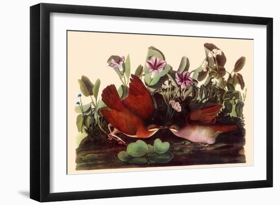 Key West Quail Dove-John James Audubon-Framed Giclee Print