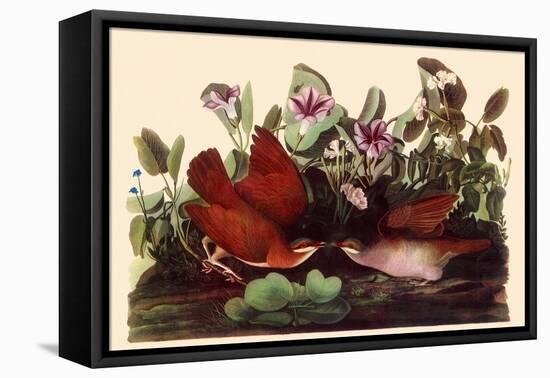Key West Quail Dove-John James Audubon-Framed Stretched Canvas