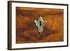 Keyhole in Louis XIV Style Walnut Drop Leaf Writing Desk, Built in Genoa, Italy, 17th-18th Century-null-Framed Giclee Print