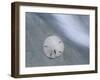 Keyhole Urchin, Sanibel Island, Florida, USA-Rolf Nussbaumer-Framed Photographic Print