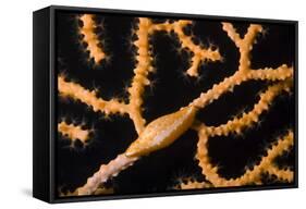 Keys Simnia (Neosimnia Spelta) on a Yellow Gorgonia (Eunicella Cavolini) Monaco-Banfi-Framed Stretched Canvas