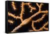 Keys Simnia (Neosimnia Spelta) on a Yellow Gorgonia (Eunicella Cavolini) Monaco-Banfi-Framed Stretched Canvas