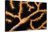 Keys Simnia (Neosimnia Spelta) on a Yellow Gorgonia (Eunicella Cavolini) Monaco-Banfi-Stretched Canvas