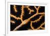 Keys Simnia (Neosimnia Spelta) on a Yellow Gorgonia (Eunicella Cavolini) Monaco-Banfi-Framed Photographic Print