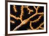 Keys Simnia (Neosimnia Spelta) on a Yellow Gorgonia (Eunicella Cavolini) Monaco-Banfi-Framed Photographic Print