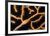 Keys Simnia (Neosimnia Spelta) on a Yellow Gorgonia (Eunicella Cavolini) Monaco-Banfi-Framed Photographic Print